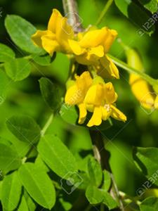 Caragana arborescens